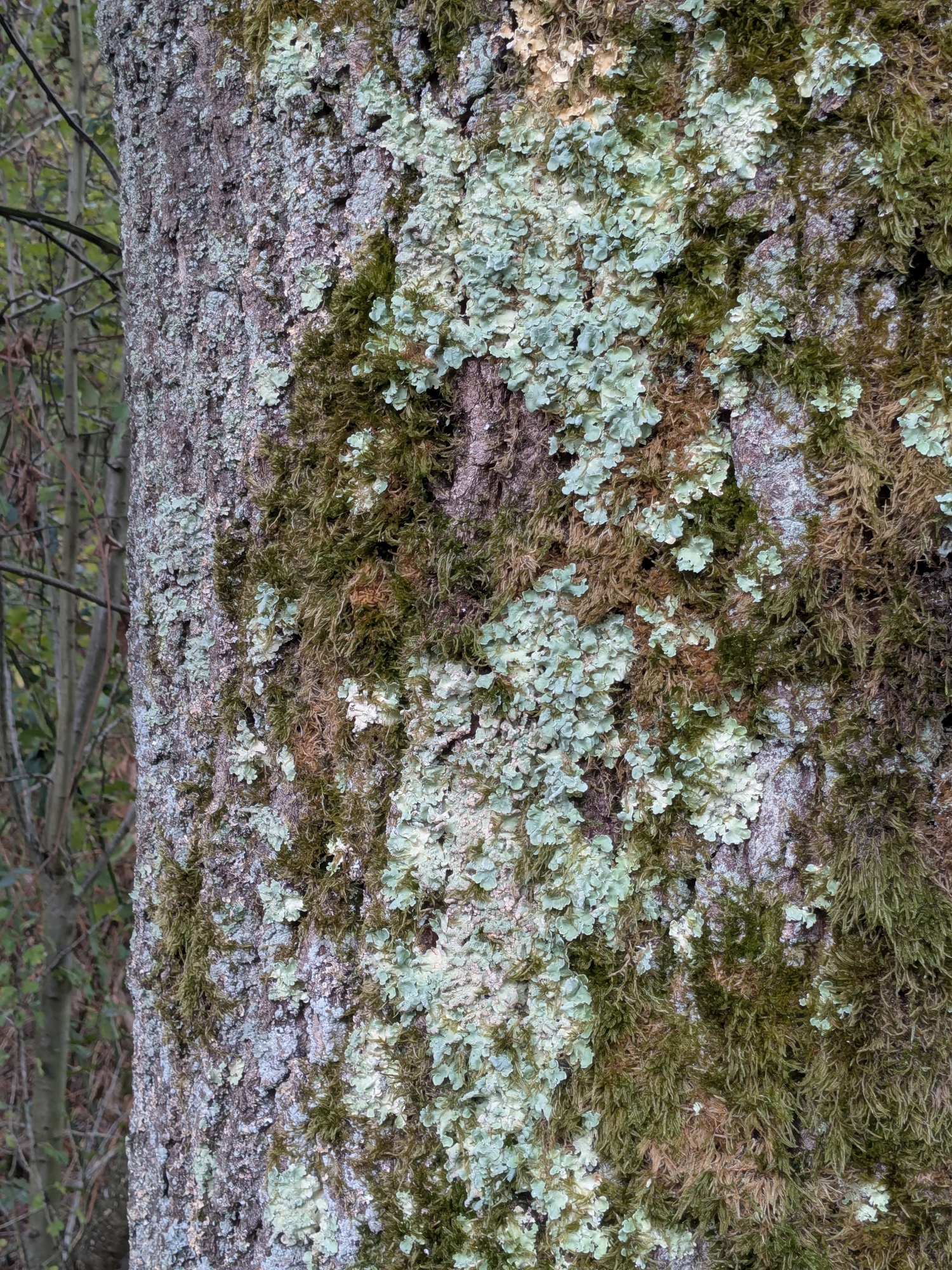 <p>Fig. 5: Anneleen Swillen and Guus Vandeweerd, <em>close-up of lichen and moss growing on tree bark, observed as part of a shared practice of listening to and mapping a park during the session &ldquo;Wood Wide Webs&rdquo;</em>, Prinsenhof, Hasselt, 2025-2026. Photo by Anneleen Swillen.</p>